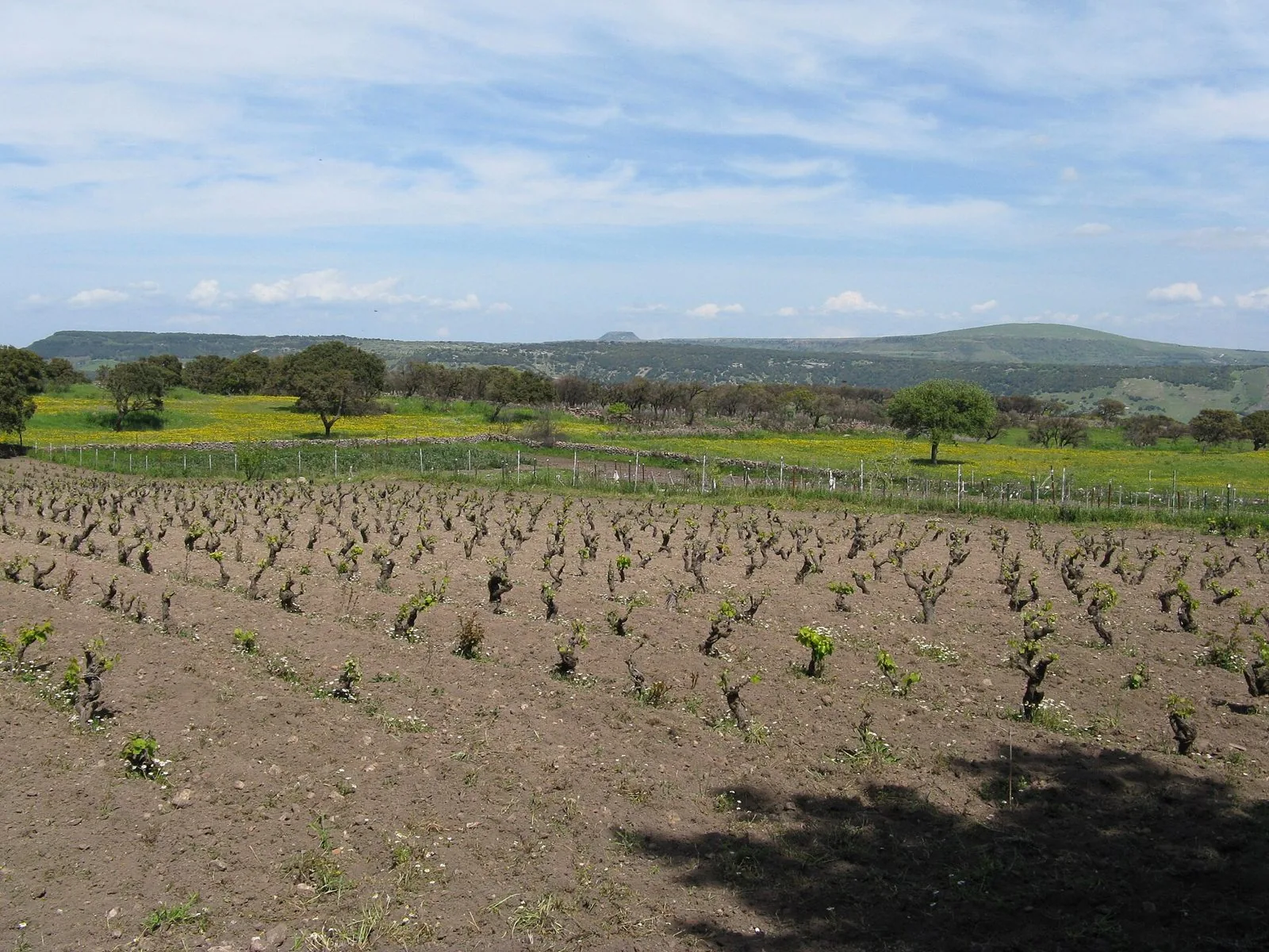 Vigneto ad alberello in primavera nelle campagne di Banari, nel nord della Sardegna, con prati fioriti e colline sullo sfondo